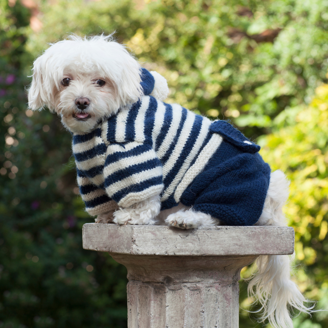 Pet Clothing & Accessories