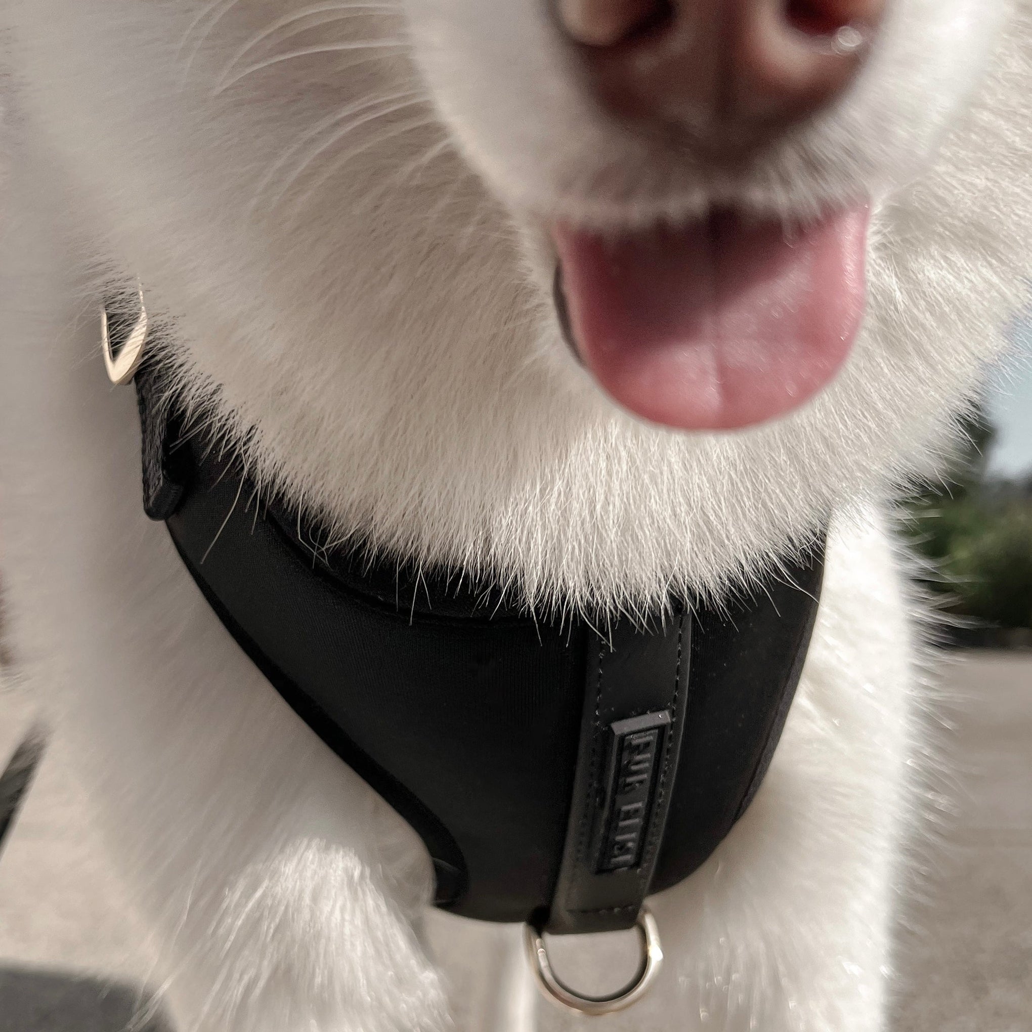 Elise Harness - Noir