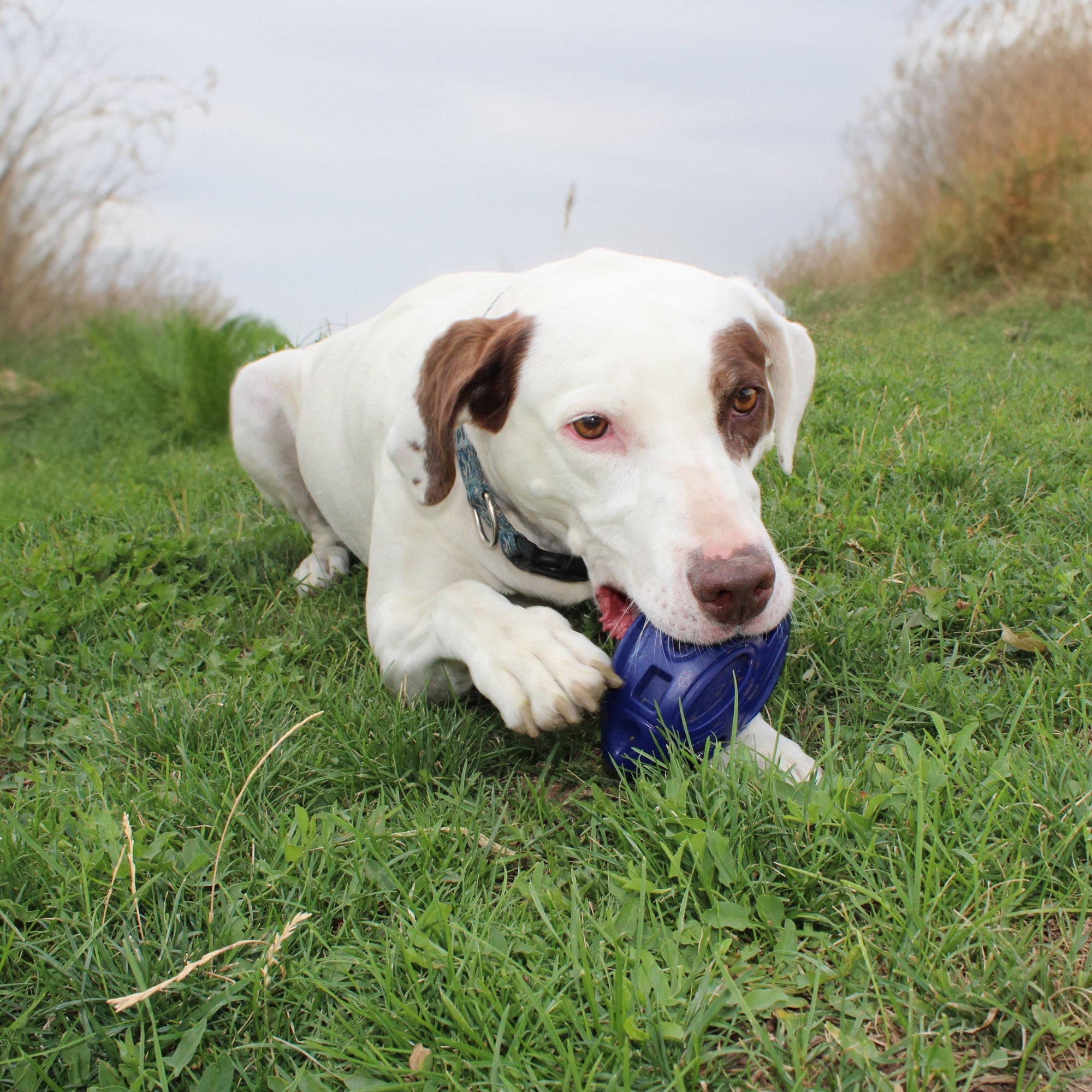 Chewie Squeak Rubber Football