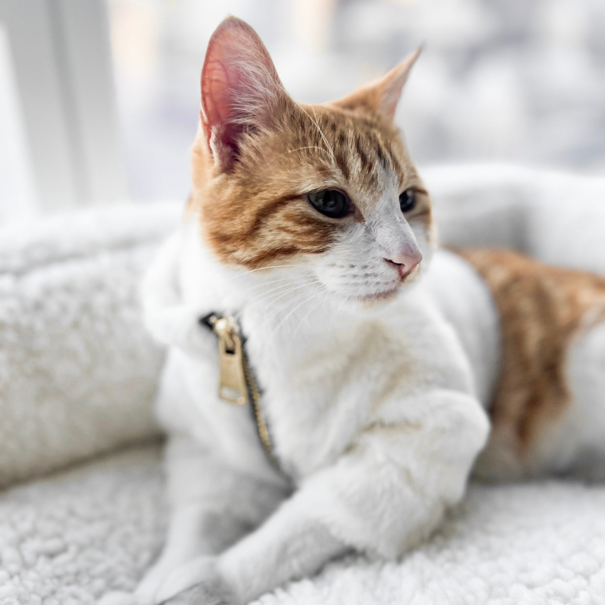 Furi Pet Coat - Bone