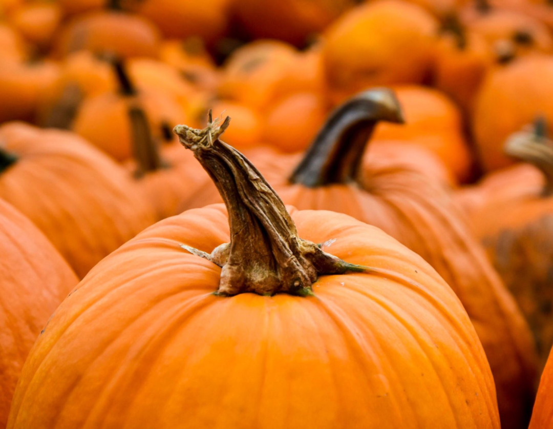 Pumpkin Flavored Yak Cheese Chew - made with REAL PUMPKIN Puree