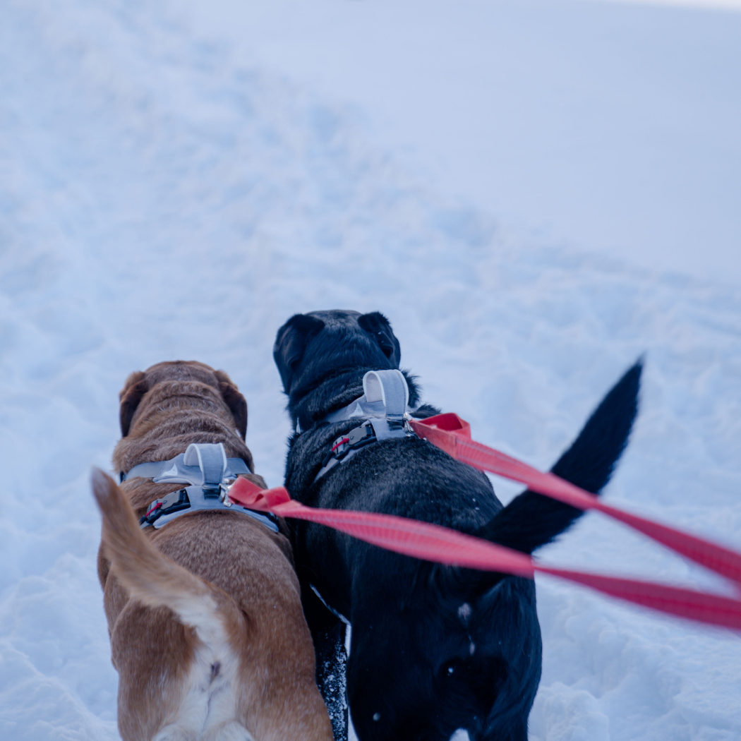Magnetic Dog Harness